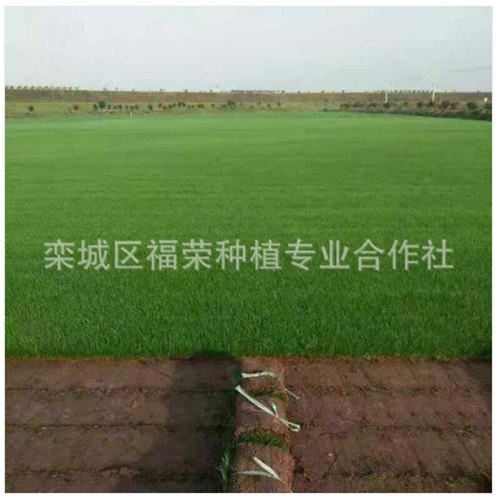 河北草坪