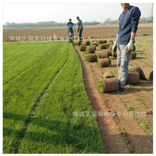 春季种植草坪需要注意哪些地方？