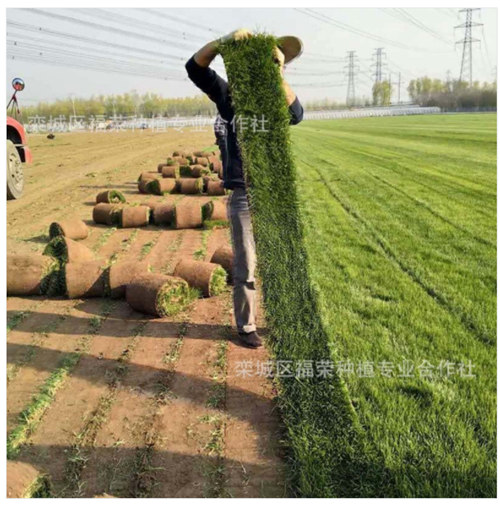 春季种植草坪需要了解哪些知识？