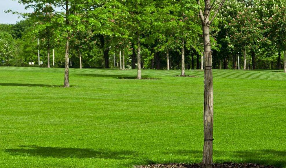 夏季应该怎样管理草坪？