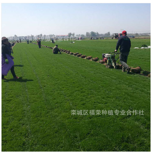 北京草坪